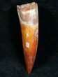 Top Quality Spinosaurus Tooth #7206-1